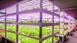 Ams Osram is positioning the new Osconiq P 3737 line of LEDs for use both in vertical farms (such as in this general file photo of romaine lettuce), and in greenhouses.