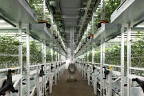 Cannabis growing in two tiers under the Fluence LED lights at Oakfruitland in Oakland, Calif.