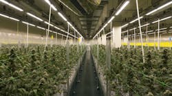 Fluence LED grow lights nurture the medicinal cannabis at this Key Leaves facility in Lisbon.